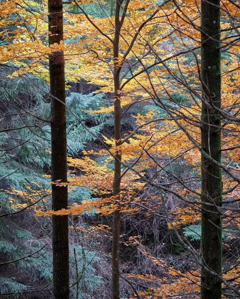 Floresta Coberta Galhos Árvores Durante Outono Manteigas Portugal — Fotografia de Stock