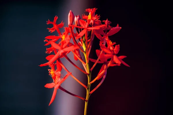 Gros Plan Une Belle Fleur Épidendrum Rouge Sur Fond Flou — Photo