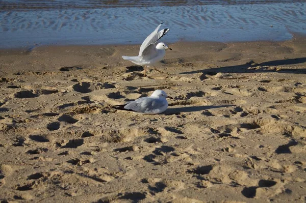 Вид Двух Милых Чаек Пляже Солнцем — стоковое фото