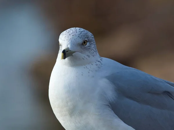 Closeup Stock Dove Yellow Eyes Lights Blurry Background — 스톡 사진