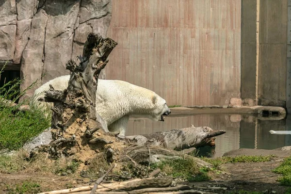 緑に囲まれたホッキョクグマ動物園の太陽の下で湖や建物 — ストック写真