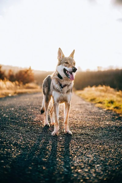 Вертикальний Знімок Вовчої Собаки Епічним Фоном Заходу Сонця — стокове фото