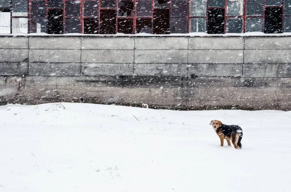 雪に覆われた地面に立っている犬で 背景に放棄された建物があります — ストック写真