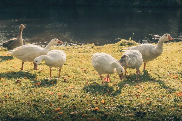 Gölün Etrafında Oynayan Sevimli Ördekler Ekim Sonbahar Sezonu — Stok fotoğraf