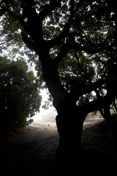 Une Silhouette Arbre Dans Une Forêt Couverte Verdure Sous Lumière — Photo