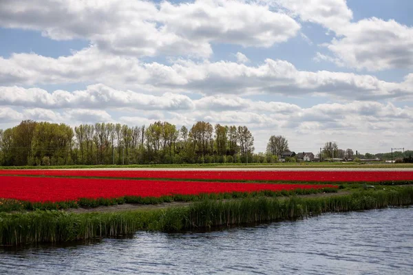 Breathtaking Scenery Field Full Mesmerizing Tulips Netherlands — 스톡 사진