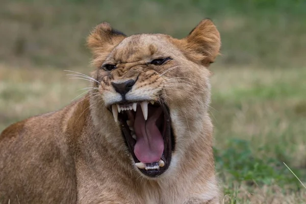 Een Tijger Brullend Een Jungle Met Een Wazige Achtergrond — Stockfoto