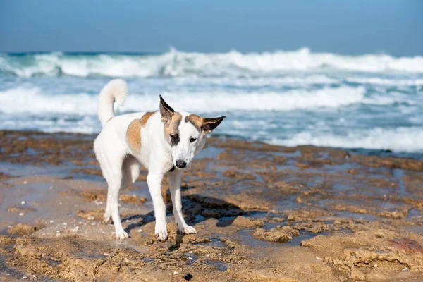 Perro Blanco Paseando Por Playa Rodeado Por Mar Bajo Luz —  Fotos de Stock