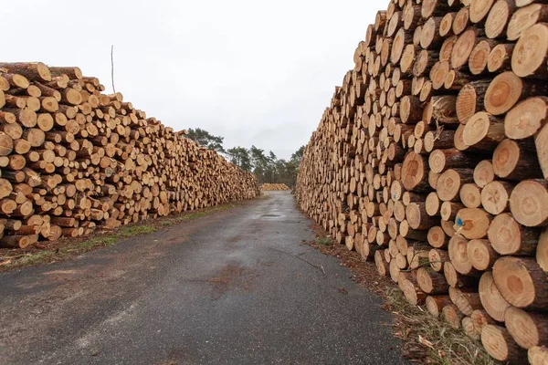 Selección de troncos de madera en el campo —  Fotos de Stock