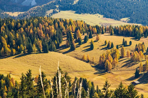 Tiro de alto ângulo de colinas gramíneas cobertas de árvores em dolomite Itália — Fotografia de Stock