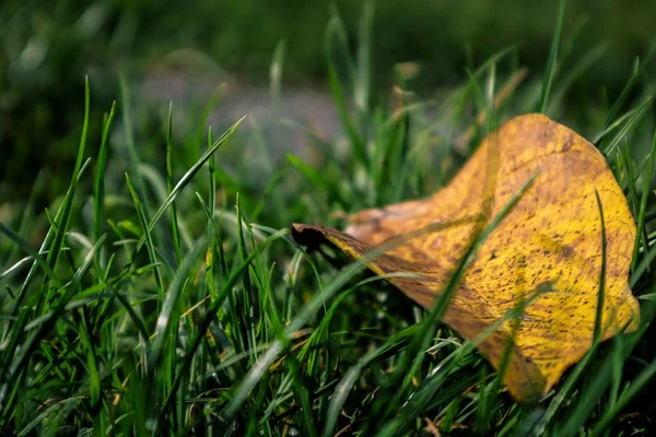 Een Close Van Een Gouden Blad Herfst Liggend Groen Gras — Stockfoto
