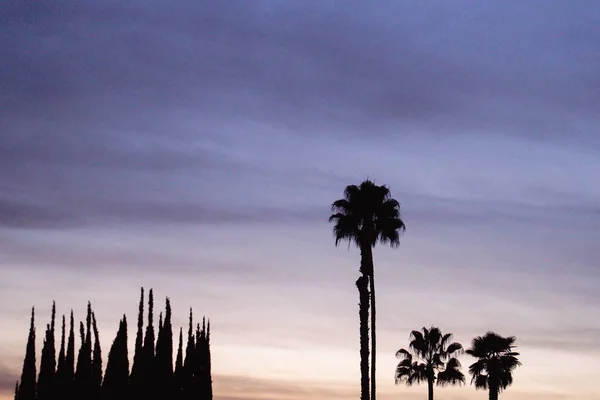 Силуэт пальм с прекрасным небом на заднем плане — стоковое фото