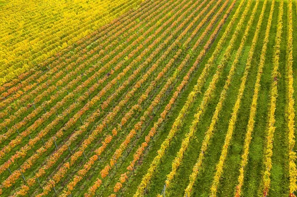 Una Vista Alto Ángulo Campo Cubierto Hierba Flores Colores Bajo — Foto de Stock