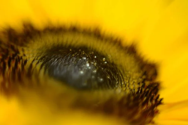 Selective Focus Shot Sunflower — Stock Photo, Image