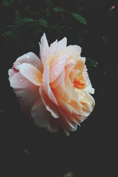 Closeup Garden Rose Water Drops Surrounded Greenery Blurry Background — 스톡 사진