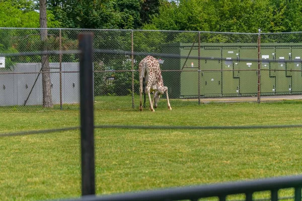 Eine Giraffe Die Auf Einem Feld Gras Steht Umgeben Von — Stockfoto