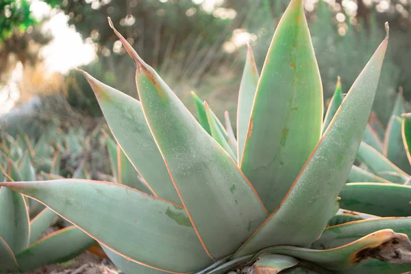 Captura selectiva de plantas exóticas en medio de un jardín — Foto de Stock