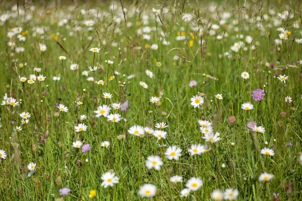 Selektive Fokusaufnahme eines schönen Feldes voller unterschiedlicher Arten von Wildblumen — Stockfoto