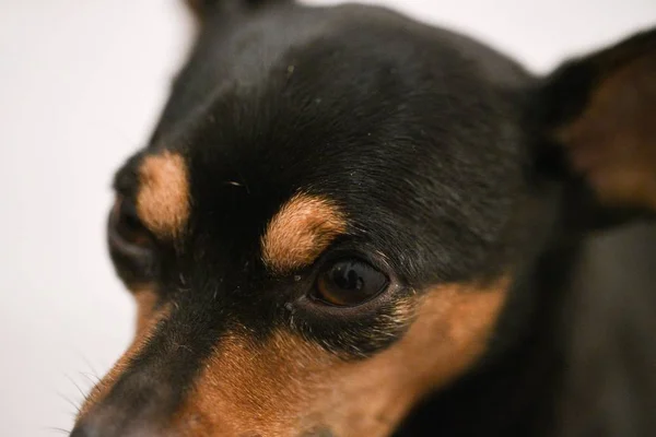 Primer plano de un Toy Fox Terrier marrón bajo las luces con un fondo borroso —  Fotos de Stock