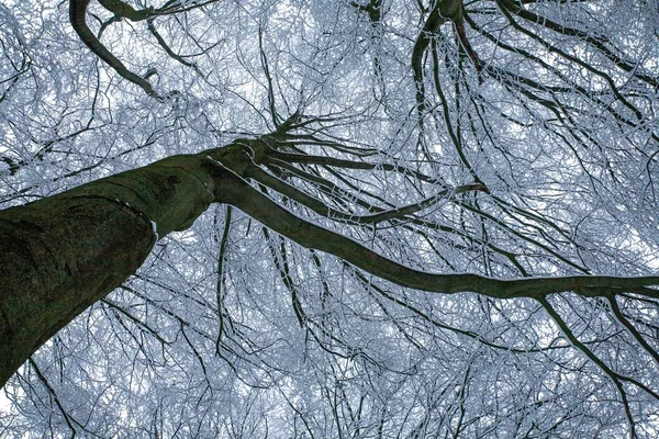 Låg Vinkel Skott Ett Högt Träd Täckt Snö Vintern — Stockfoto