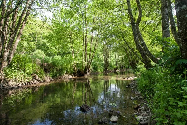 Landschap van het bos weerspiegelt in het meer — Stockfoto