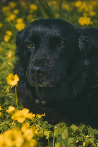Ett Vertikalt Skott Hund Som Står Nära Gula Blommor — Stockfoto