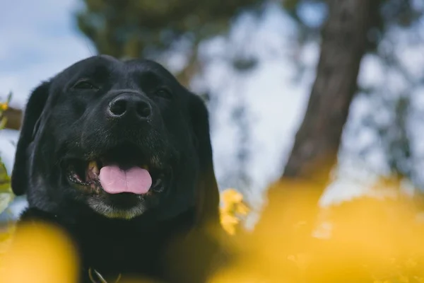Selektywne Ujęcie Szczęśliwego Psa Otwartymi Ustami — Zdjęcie stockowe