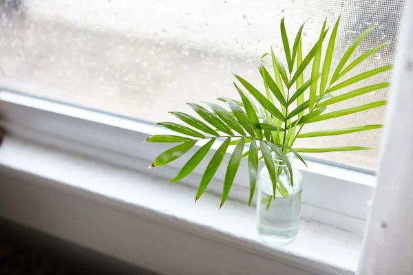 Green Houseplant Glass Bottle Window Sill Daytime — 스톡 사진