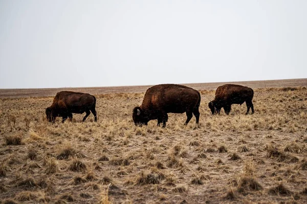 犹他州安特洛普岛 一群水牛在田野中央吃草 — 图库照片
