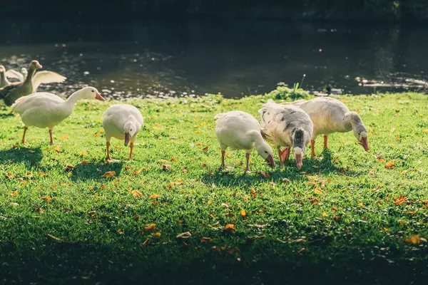 Bonitos Patos Jugando Alrededor Lago Octubre Temporada Otoño — Foto de Stock