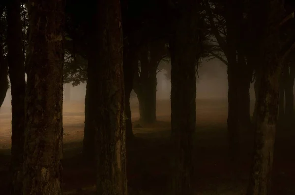 Ein Wald Aus Teichkiefern Bedeckt Von Dichtem Nebel Mit Verschwommenem — Stockfoto