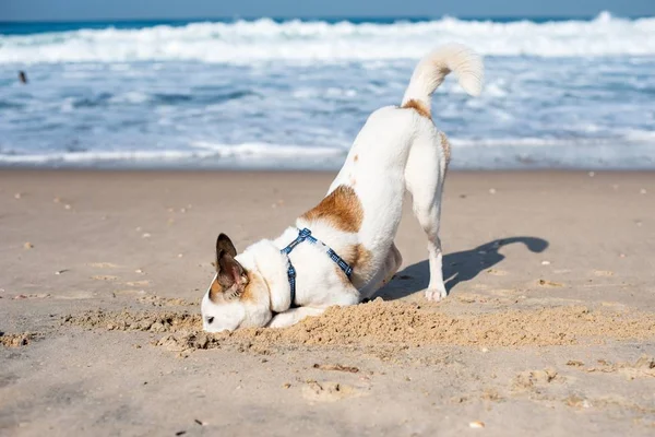 Cane Bianco Che Cammina Attraverso Spiaggia Circondato Dal Mare Sotto — Foto Stock