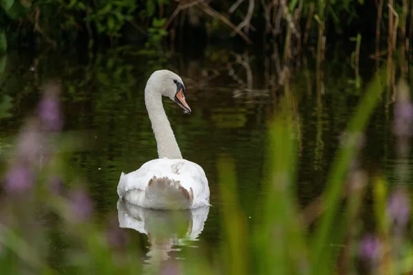 Cenário de um belo cisne branco pendurado no meio do lago — Fotografia de Stock