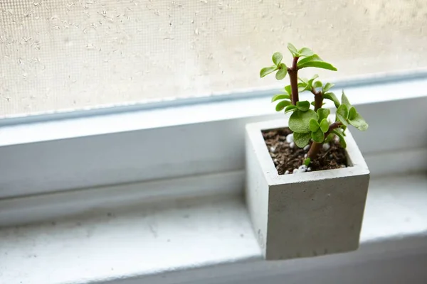 Houseplant Concrete Flowerpot Window Sill Room — 스톡 사진