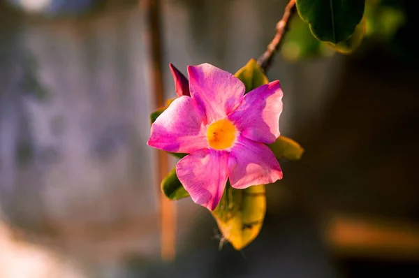 Eine Nahaufnahme Einer Rosafarbenen Wüstenrose Auf Verschwommenem Hintergrund — Stockfoto