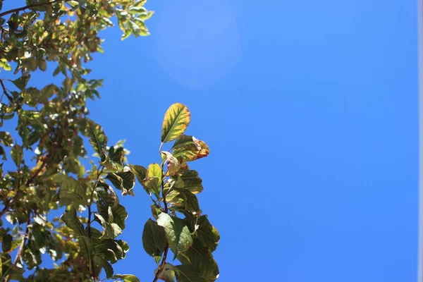 Low Angle Shot Tree Green Leaves Blue Sky Background — Stock Photo, Image