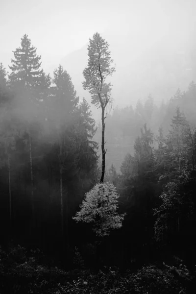 Függőleges szürkeárnyalatú felvétel a magas fákról a ködös erdőben — Stock Fotó