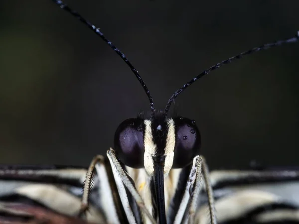 Mikrofotografie Černobílého Hmyzu — Stock fotografie