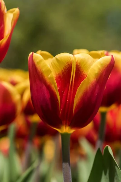 Tiro Foco Seletivo Vertical Uma Bela Tulipa Amarela Vermelha Com — Fotografia de Stock