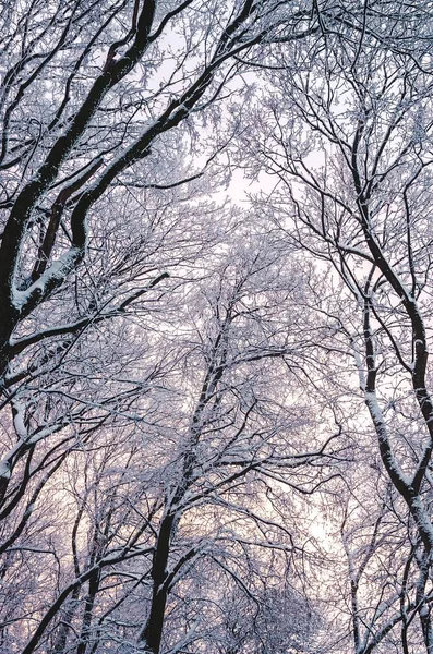 Tiro vertical de baixo ângulo das árvores altas cobertas de neve no inverno — Fotografia de Stock