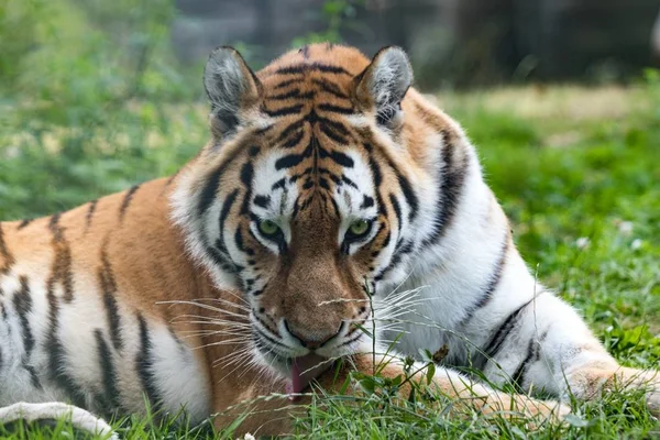 Nahaufnahme Eines Sibirischen Tigers Einem Dschungel Mit Verschwommenem Hintergrund — Stockfoto