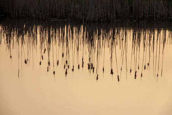 Water Reflecting Dry Grass Plants — Stock Photo, Image