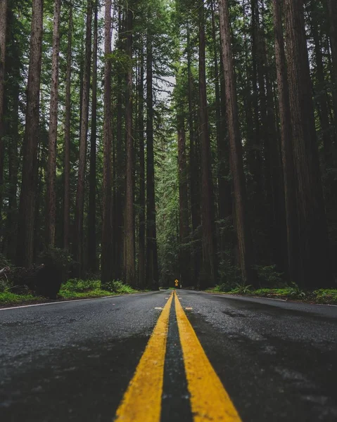 Vertical shot of an empty road in the middle of a forest with tall green trees — 스톡 사진