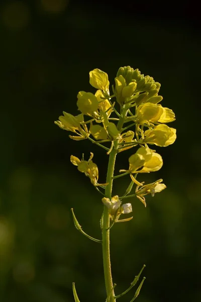 Cabeza de la flor del cohete de pared perenne Diplotaxis tenuifolia —  Fotos de Stock