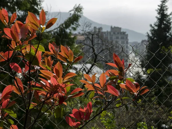 Metal Bir Çitin Önünde Şehre Bakan Bir Bitki — Stok fotoğraf