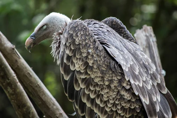 Bald Eagle Perched Tree Branch Blurred Background — Stock Photo, Image