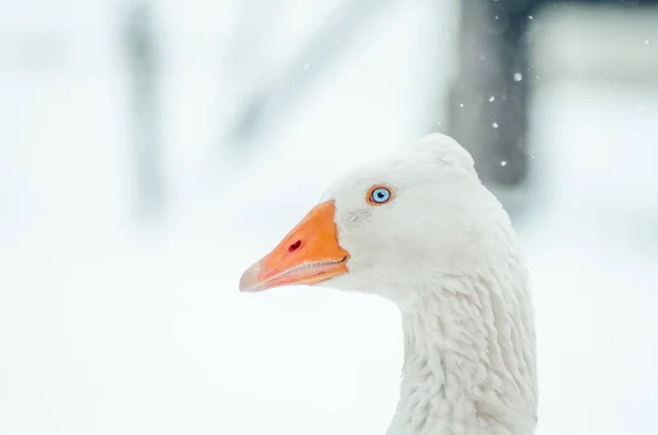 Closeup tiro da cabeça de um ganso bonito com o floco de neve embaçado no fundo — Fotografia de Stock