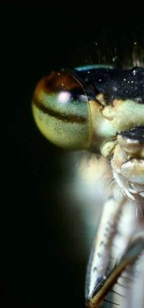 Vertikal Mikrofotografi Insekt Framför Svart Bakgrund — Stockfoto