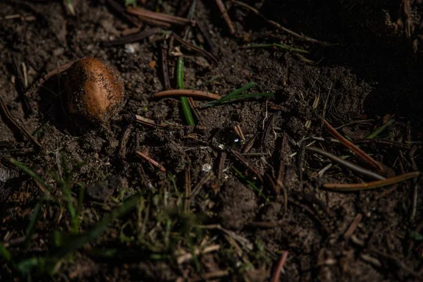 Muddy ground with dry grass and hazelnut in a forest — Stockfoto