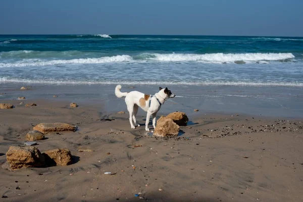 Cane Bianco Che Corre Attraverso Una Spiaggia Circondata Dal Mare — Foto Stock